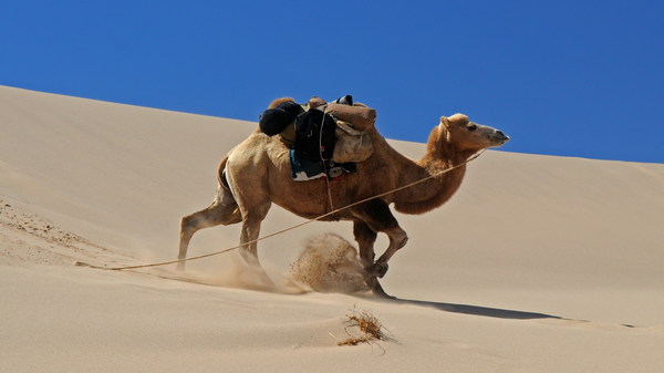 Gobi Desert Bactrian Camel Stock Photo