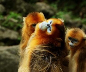 Golden monkey Stock Photo