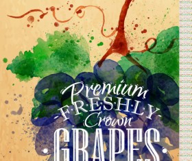Grapes watercolor drawing vector