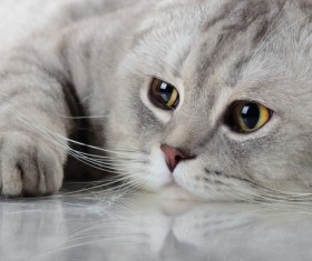 Gray cat Stock Photo