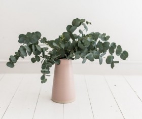 Green pot plants Stock Photo