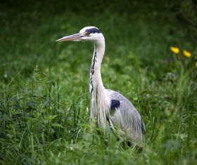 Heron in the grass Stock Photo