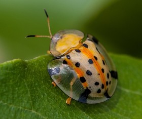 Ladybug on green leaves close-up Stock Photo