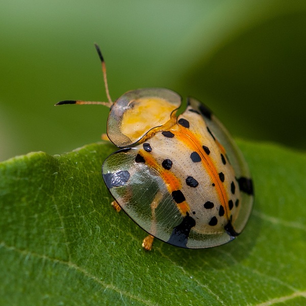 Ladybug on green leaves close-up Stock Photo