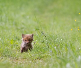 Little fox cub on the grass Stock Photo