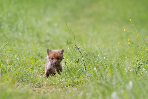 Little fox cub on the grass Stock Photo