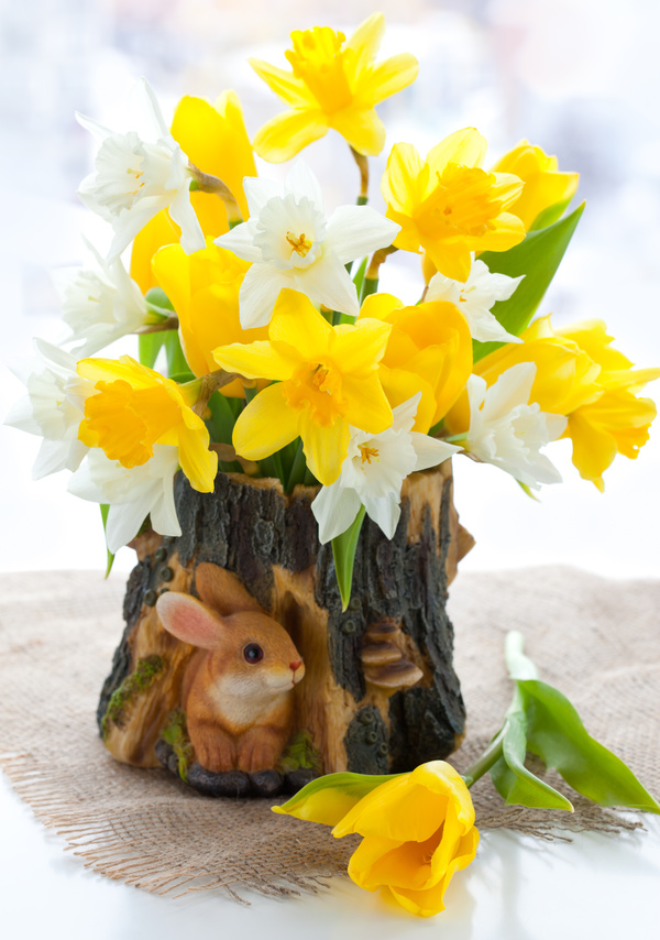 Narcissus flower arrangement Stock Photo 01