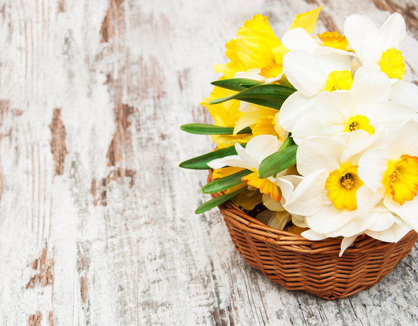 Narcissus flower arrangement Stock Photo 03