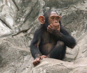 Orangutan cute look Stock Photo 01