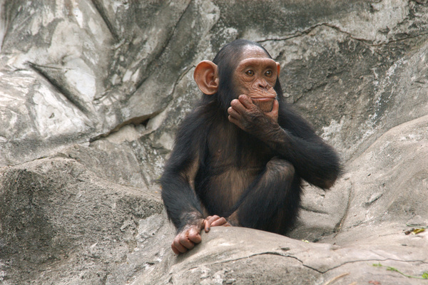 Orangutan cute look Stock Photo 01