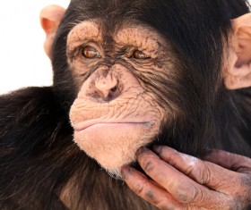 Orangutan cute look Stock Photo 02