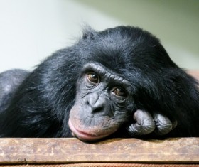 Orangutan cute look Stock Photo 03