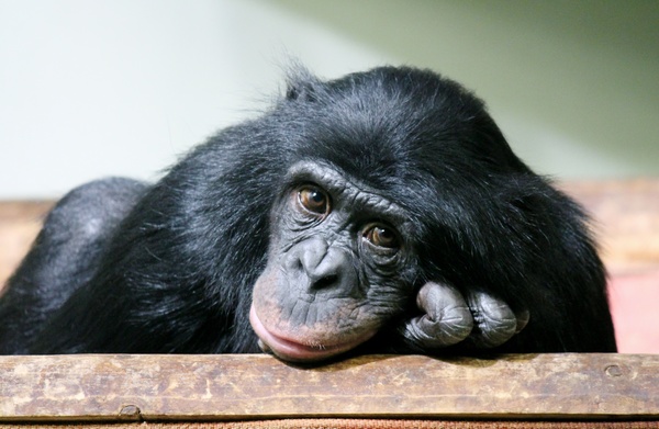 Orangutan cute look Stock Photo 03