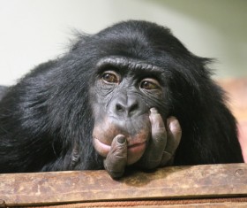 Orangutan cute look Stock Photo 04
