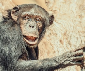 Orangutan cute look Stock Photo 07