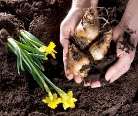 Planting daffodils Stock Photo
