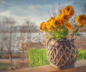 Potted calendula Stock Photo