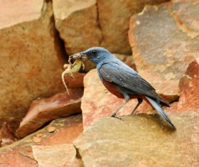 Predation Blue Sandpiper Stock Photo