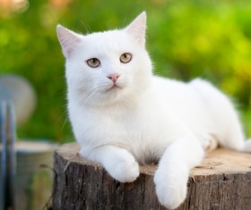 Pure white cat Stock Photo