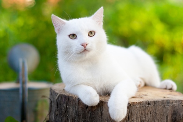 Pure white cat Stock Photo
