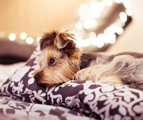 Purebred Yorkshire Terrier Stock Photo