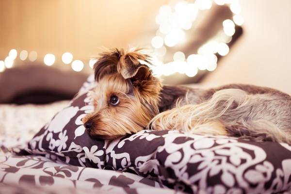 Purebred Yorkshire Terrier Stock Photo