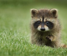 Raccoon on the grass Stock Photo