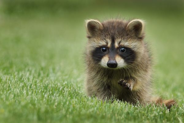 Raccoon on the grass Stock Photo