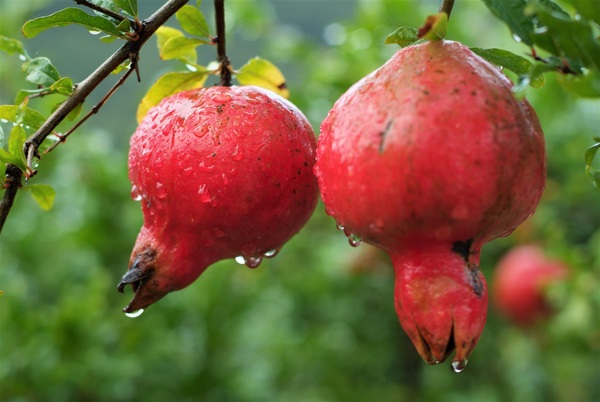 Red pomegranate Stock Photo