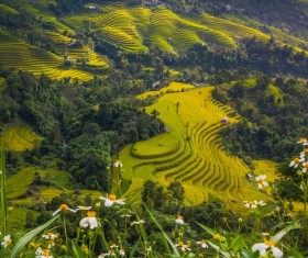 Rice terraced landscape Stock Photo