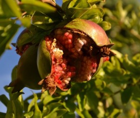 Ripe pomegranate Stock Photo