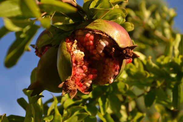 Ripe pomegranate Stock Photo