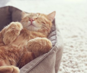 Sleeping cat Stock Photo 01