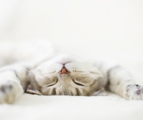 Sleeping cat Stock Photo 02