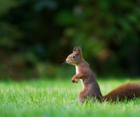 Squirrel standing on the grass Stock Photo