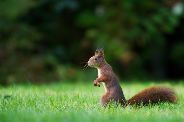 Squirrel standing on the grass Stock Photo