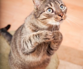 Standing kitten Stock Photo