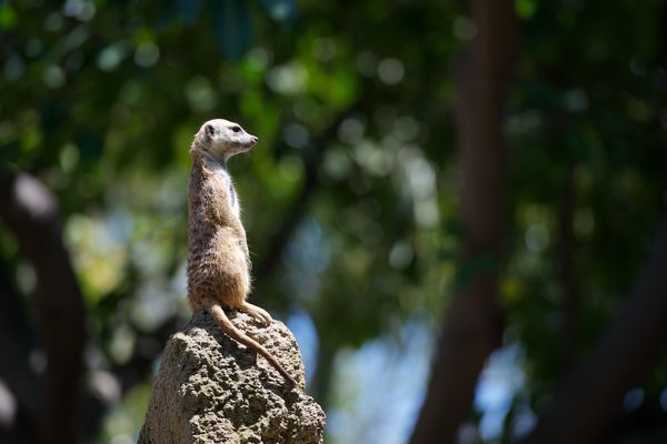 Standing mongoose Stock Photo