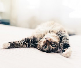 Stretching pussy Stock Photo