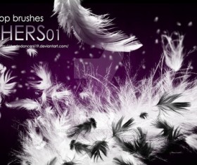 Various Feathers Photoshop Brushes