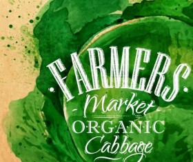 Watercolor drawn cabbage vector
