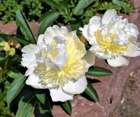White peony flower closeup Stock Photo