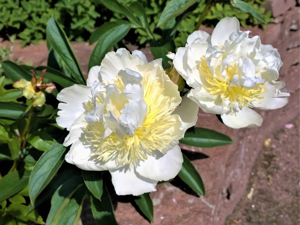 White peony flower closeup Stock Photo
