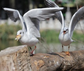 White seagull Stock Photo