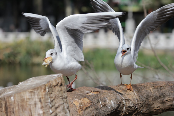 White seagull Stock Photo