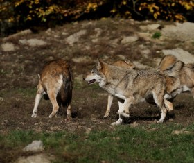 Wild Wolf Pack Stock Photo