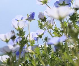 Wild blue flowers Stock Photo