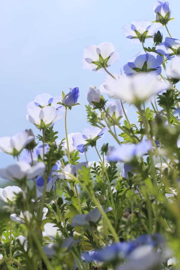 Wild blue flowers Stock Photo