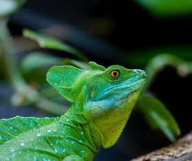 Wild green salamander in nature Stock Photo