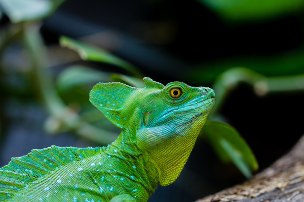 Wild green salamander in nature Stock Photo